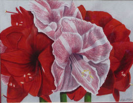 Crimson & Candycane (Amaryllis) - Watercolor