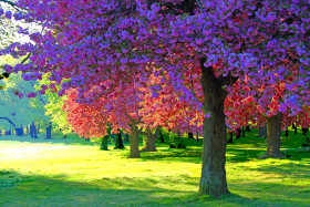 Cherry Blossoms, Cooper River Park