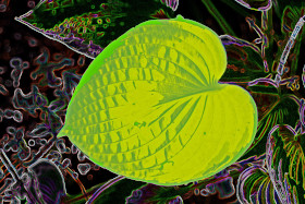 Hosta Pixelated in Shade